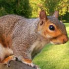 Eichhörnchen im James Park / London