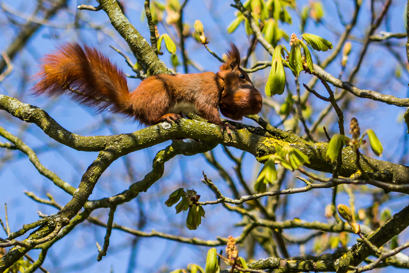 Eichhörnchen im Kastanienbaum im Frühling