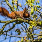Eichhörnchen im Kastanienbaum im Frühling