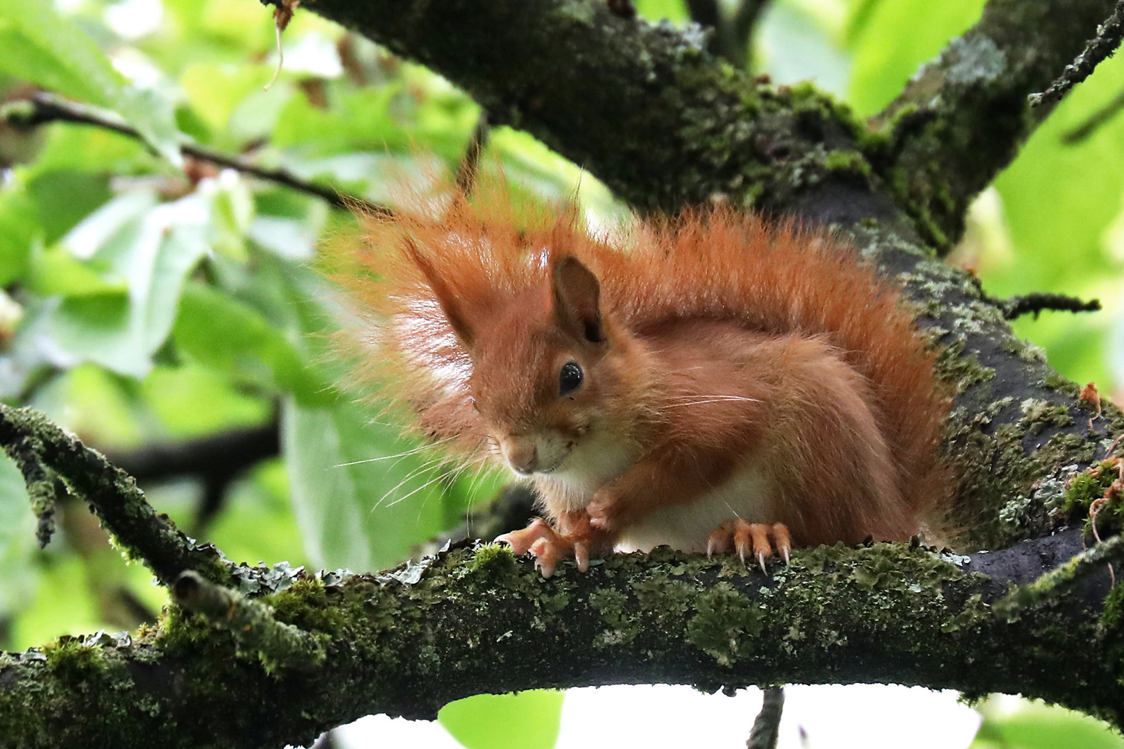 Eichhörnchen im Kirschbaum 1