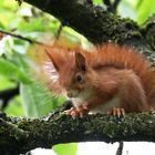 Eichhörnchen im Kirschbaum 1