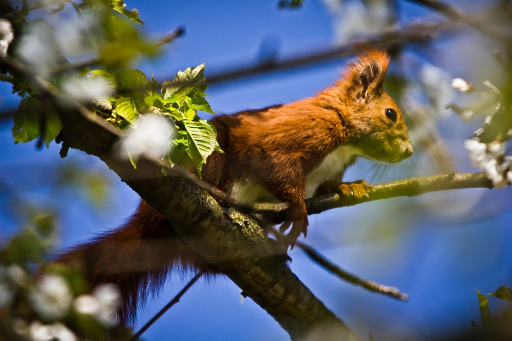 Eichhörnchen im Kirschbaum von dichtermann 