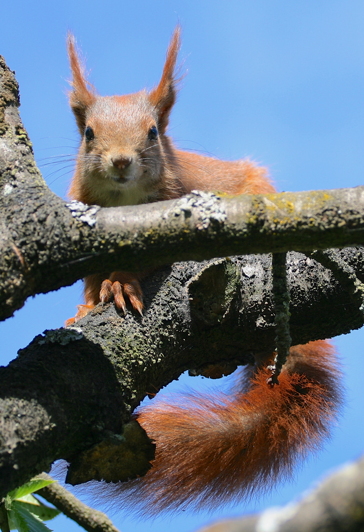 Eichhörnchen im Kirschbaum I