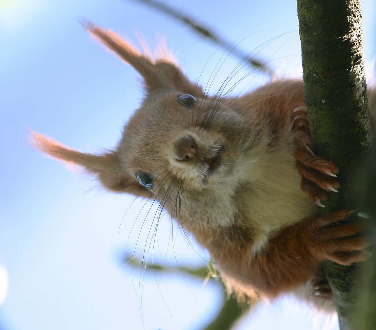 Eichhörnchen im Kirschbaum II