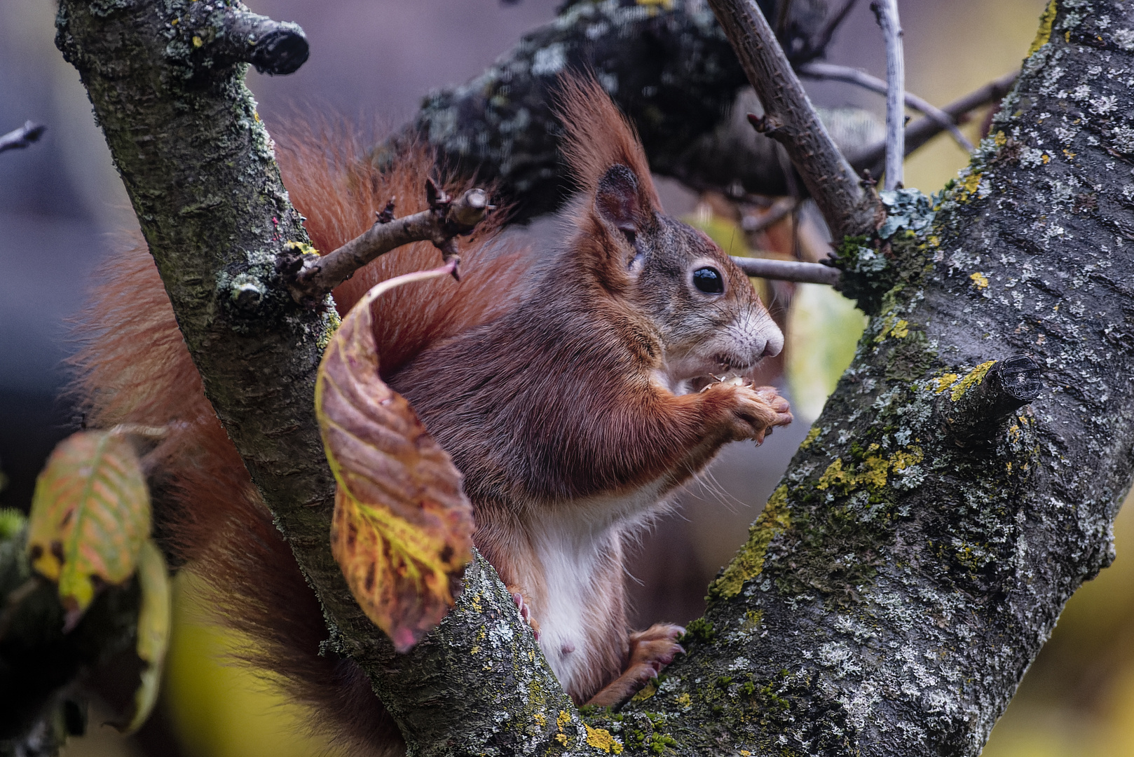 Eichhörnchen im Kirschenbaum