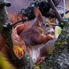 Eichhörnchen im Kirschenbaum