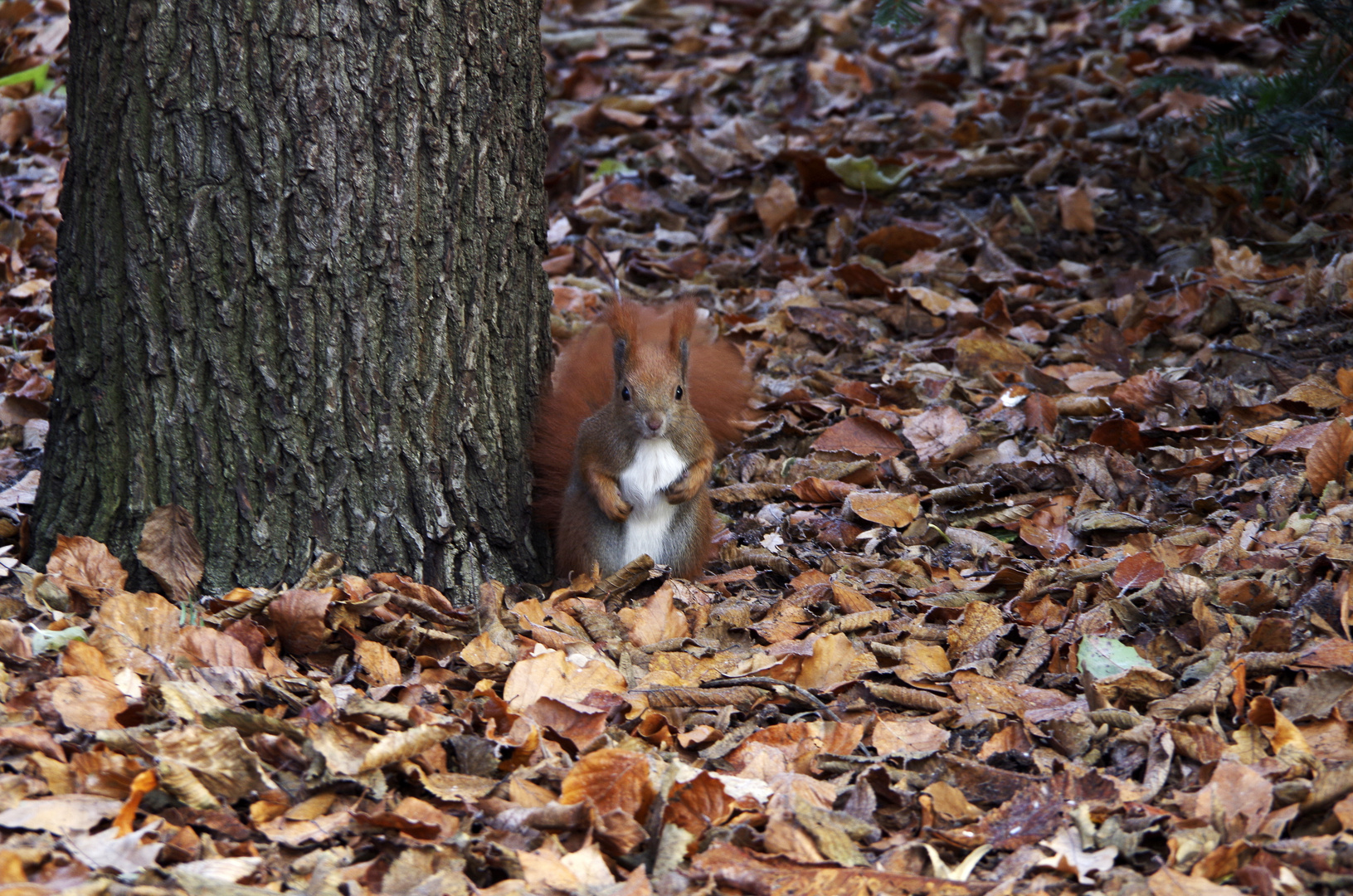 Eichhörnchen im Kleistpark 2