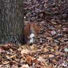 Eichhörnchen im Kleistpark 2