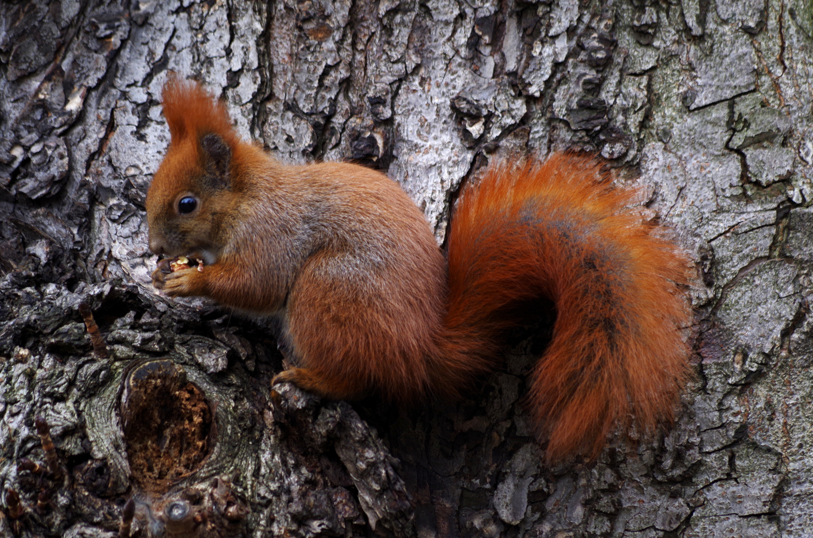 Eichhörnchen im Kleistpark - 3