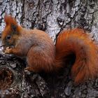 Eichhörnchen im Kleistpark - 3