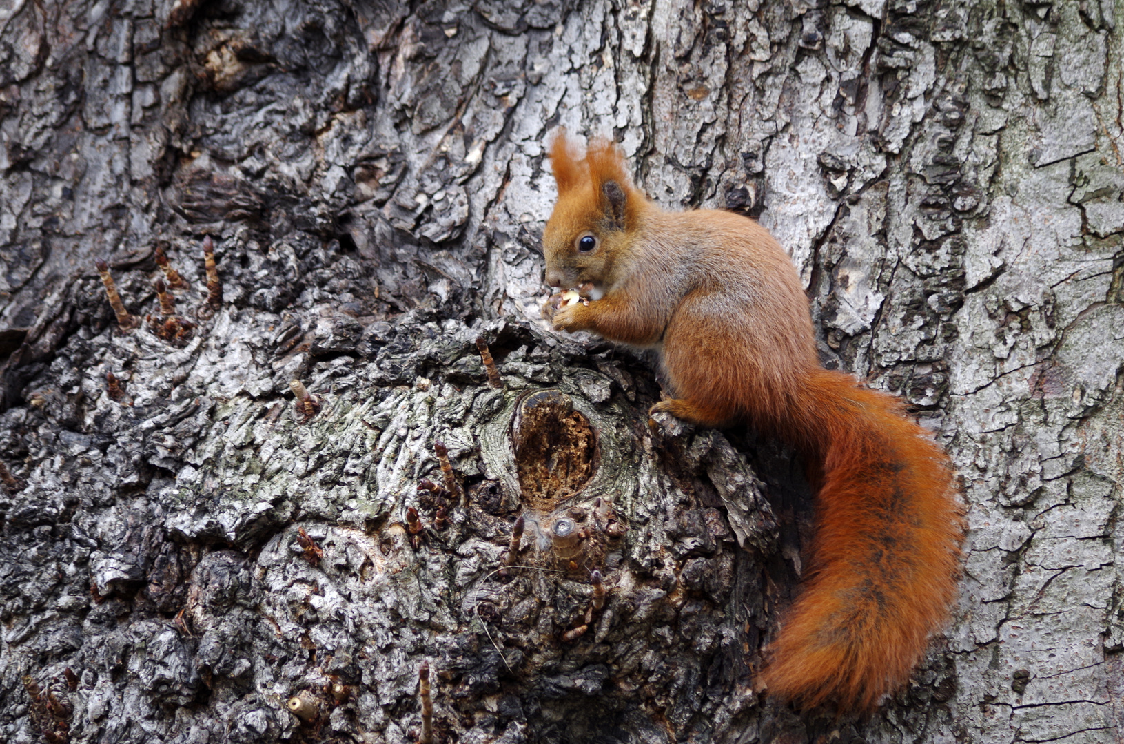 EICHHÖRNCHEN IM KLEISTPARK - 8