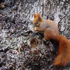 EICHHÖRNCHEN IM KLEISTPARK - 8