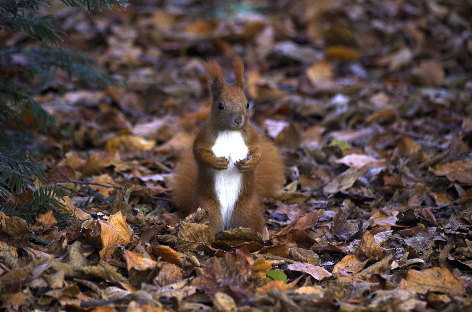 Eichhörnchen im Kleistpark