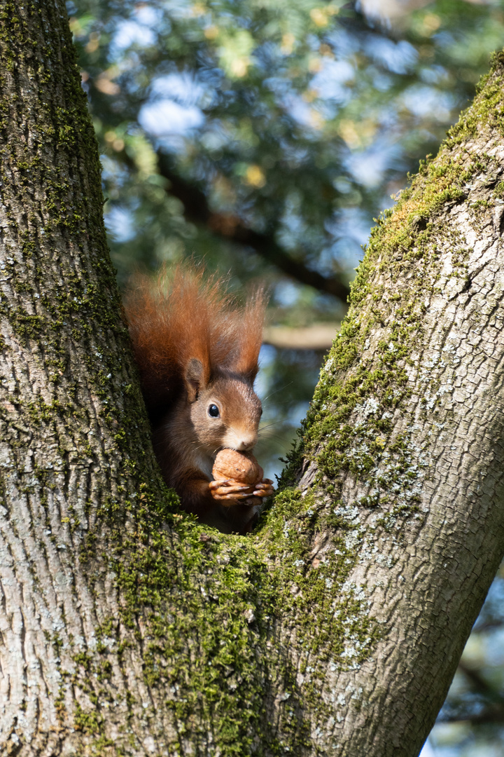 Eichhörnchen im Kurpark