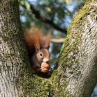 Eichhörnchen im Kurpark