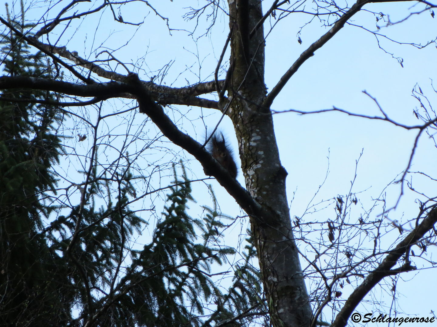 Eichhörnchen im Kurpark Bad Aibling 2