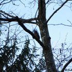Eichhörnchen im Kurpark Bad Aibling 2