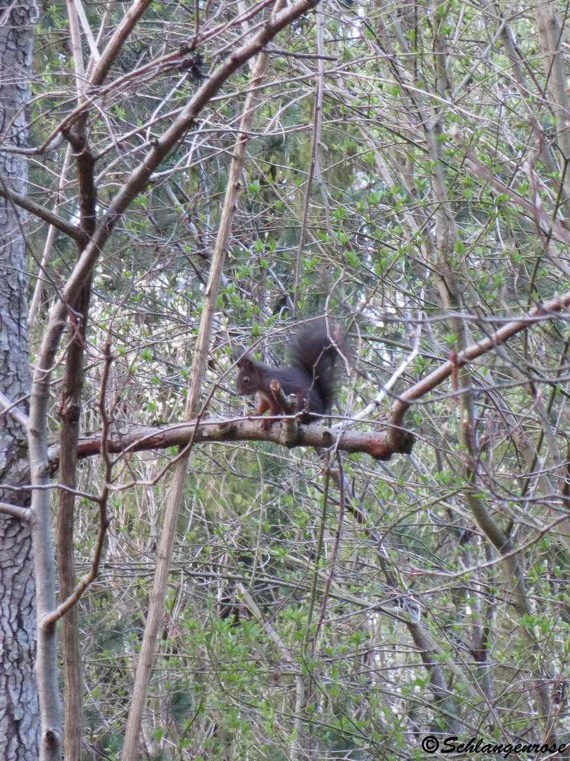 Eichhörnchen im Kurpark Bad Aibling