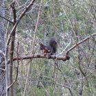 Eichhörnchen im Kurpark Bad Aibling