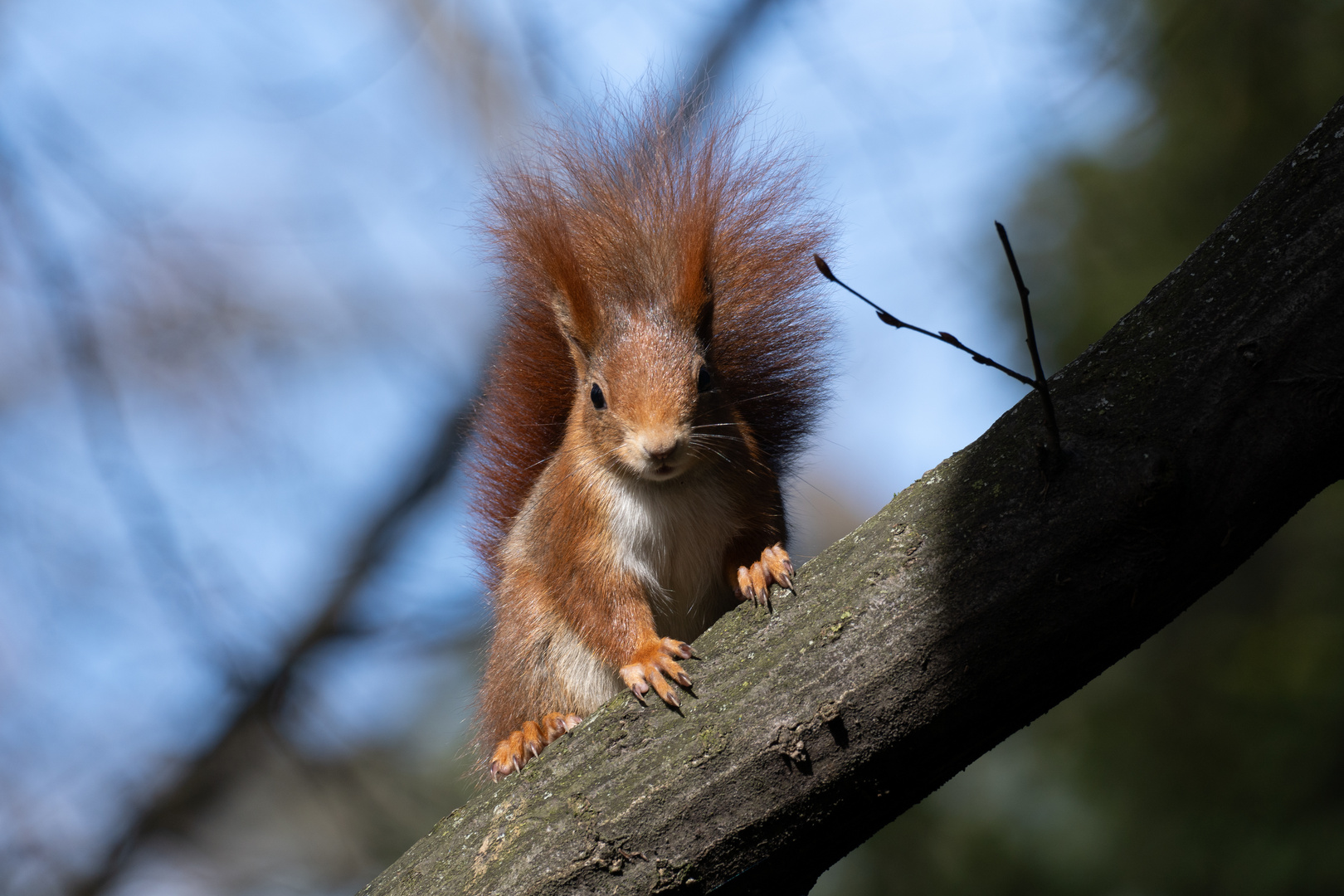 Eichhörnchen im Kurpark