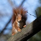 Eichhörnchen im Kurpark