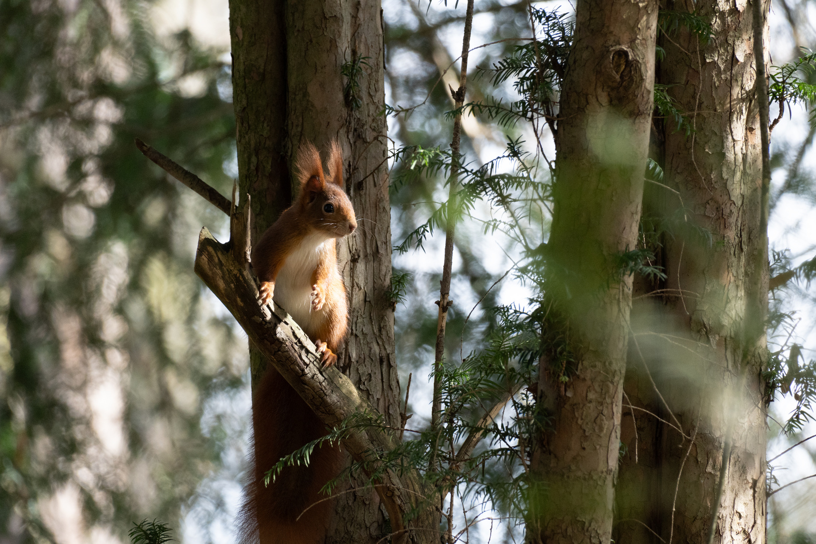 Eichhörnchen im Kurpark