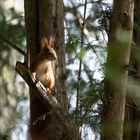 Eichhörnchen im Kurpark