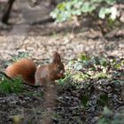 Eichhörnchen im Kurpark