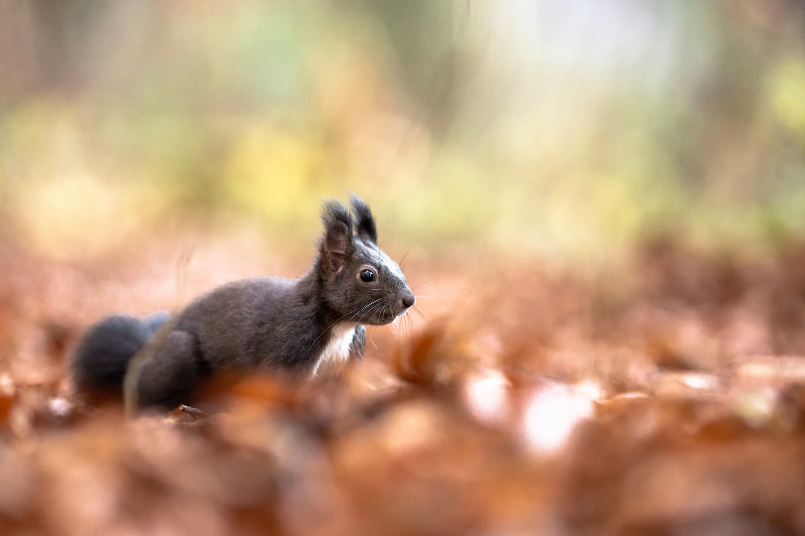 Eichhörnchen im Laub