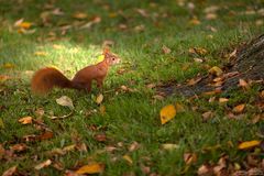 Eichhörnchen im Licht