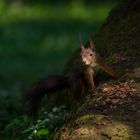 Eichhörnchen im Licht