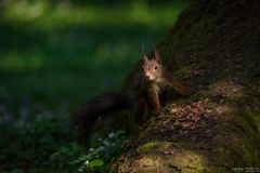 Eichhörnchen im Licht