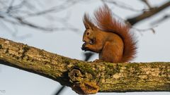 "Eichhörnchen im Licht der Wintersonne 2024"