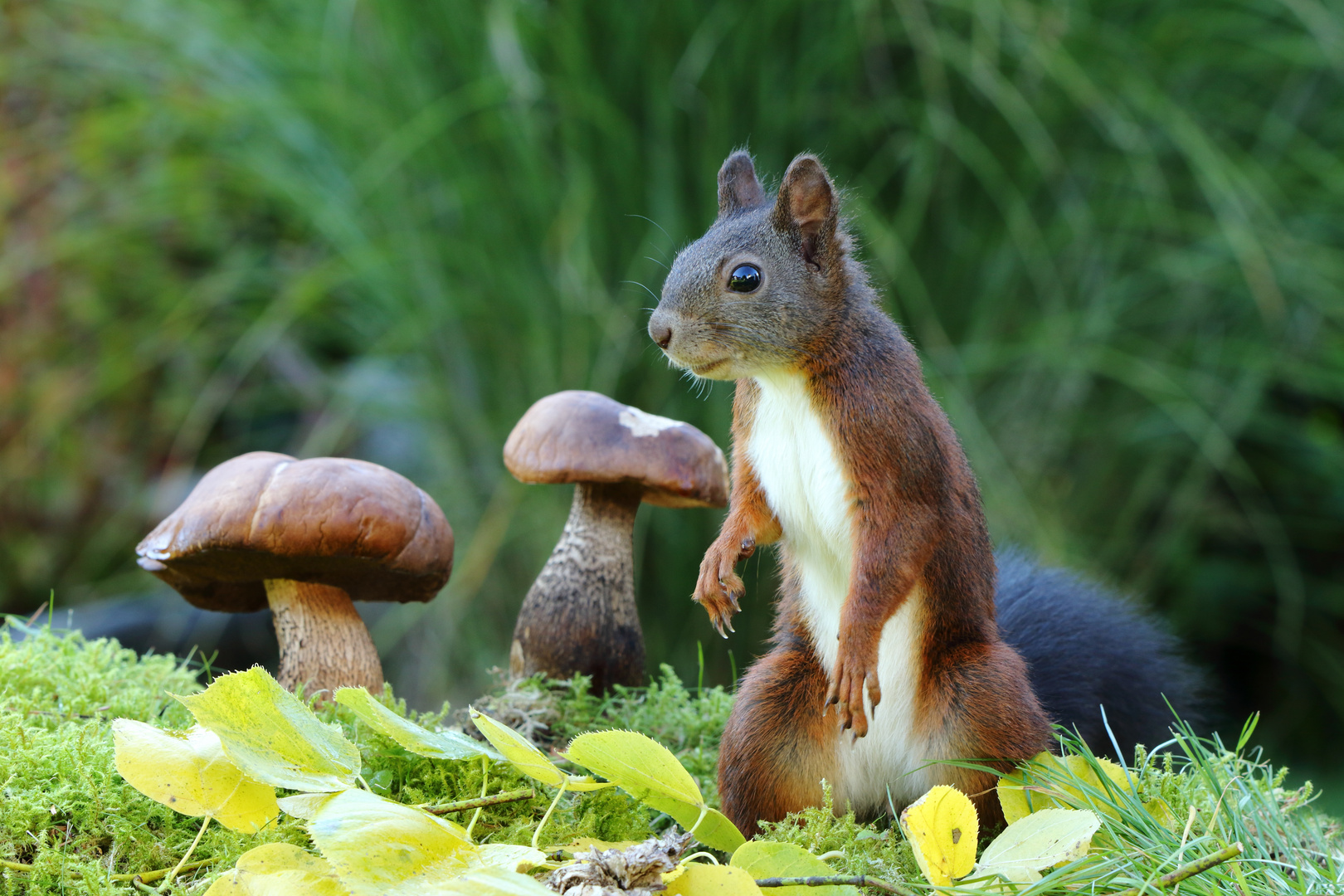 Eichhörnchen im Märchenwald 