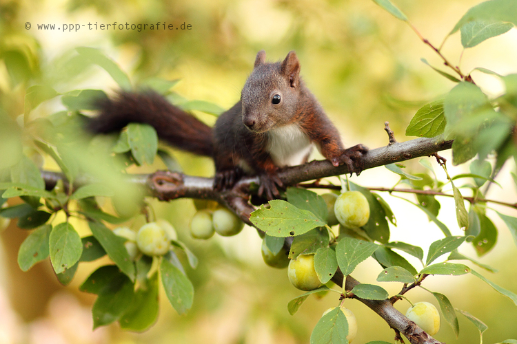 Eichhörnchen im Mirabellenbaum