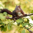 Eichhörnchen im Mirabellenbaum