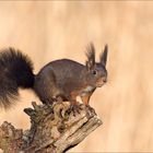 Eichhörnchen im Morgenlicht