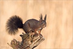 Eichhörnchen im Morgenlicht