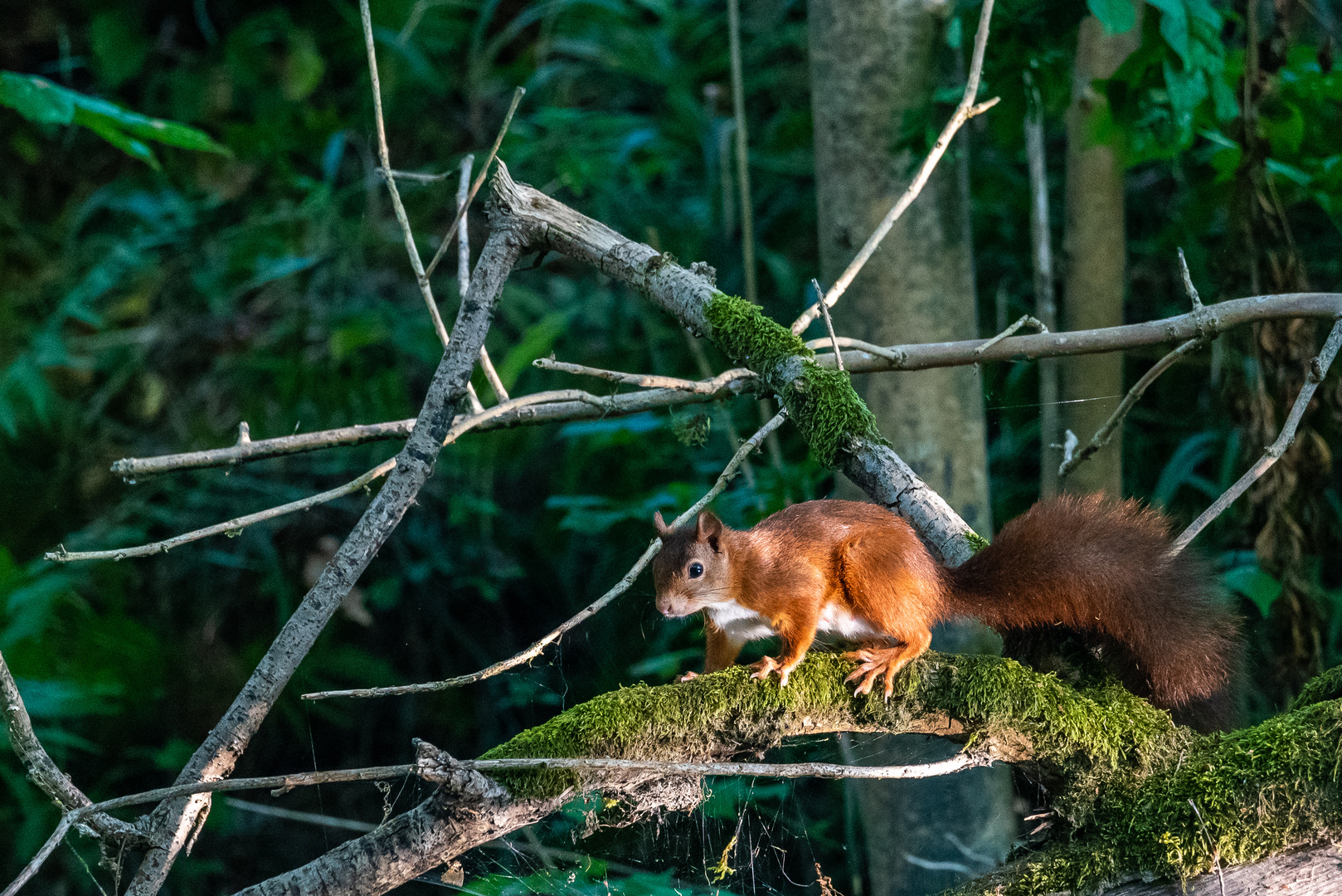 Eichhörnchen im Morgenlicht auf dem Weg zur Morgentoilette