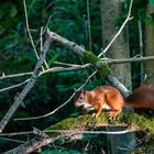 Eichhörnchen im Morgenlicht auf dem Weg zur Morgentoilette