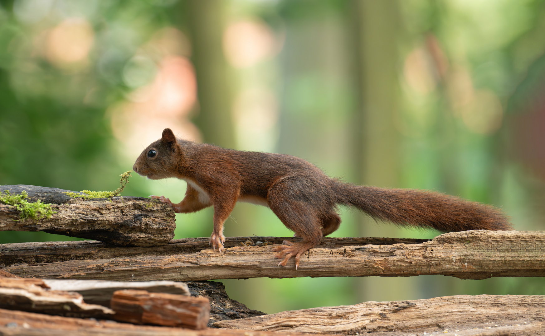 Eichhörnchen im Morgenlicht