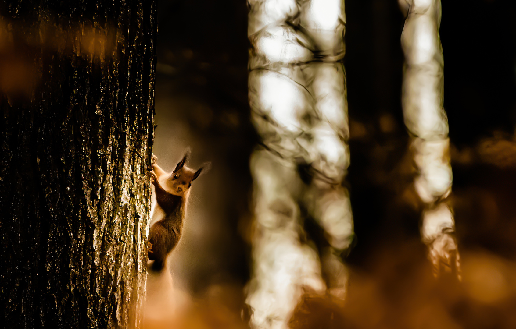 Eichhörnchen im morgentlichem Sonnenlicht