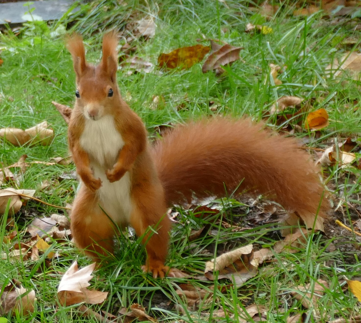 Eichhörnchen im Nordfriedhof Bonn