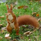 Eichhörnchen im Nordfriedhof Bonn