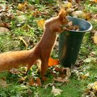 Eichhörnchen im Nordfriedhof Bonn