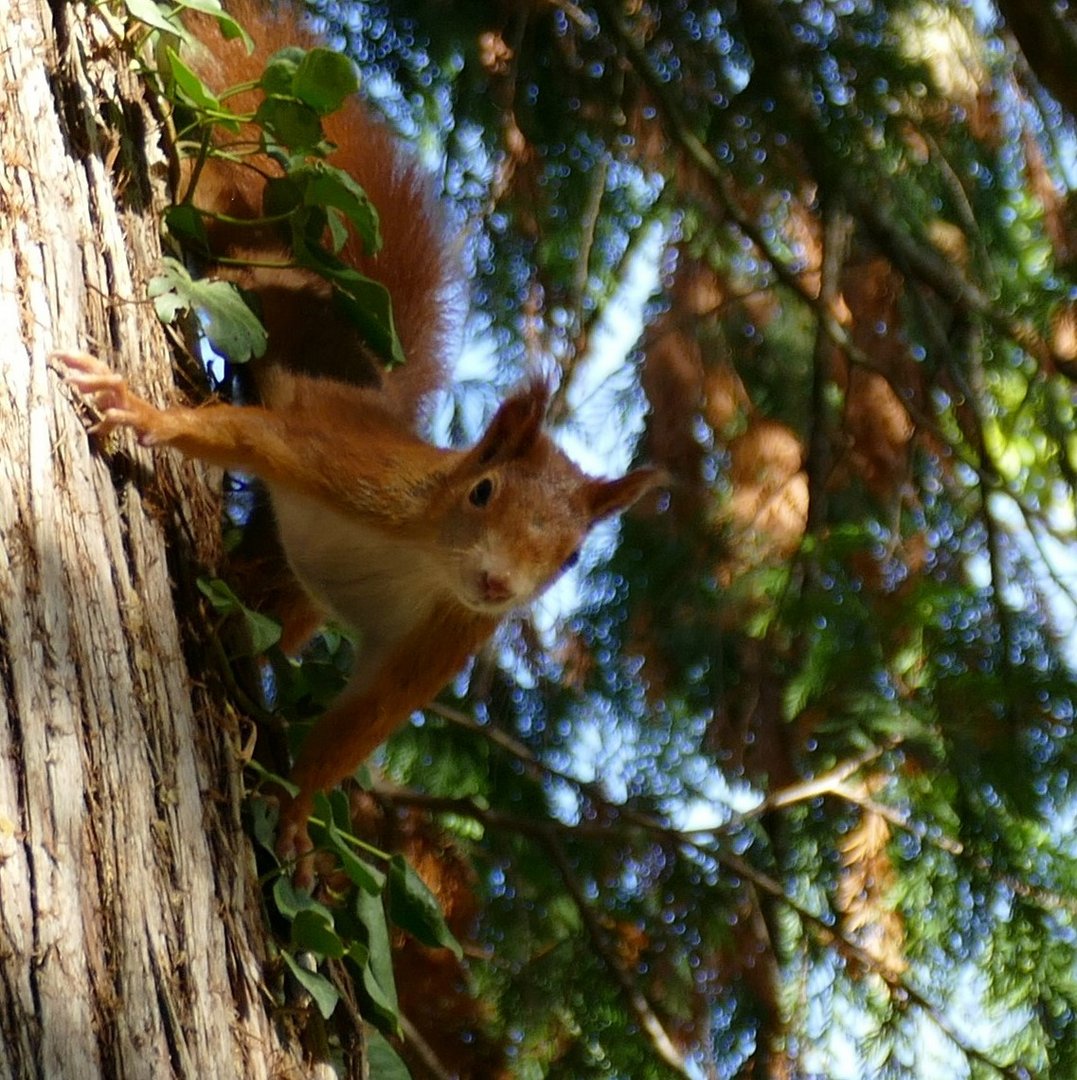 Eichhörnchen im  Nordfriedhof Bonn