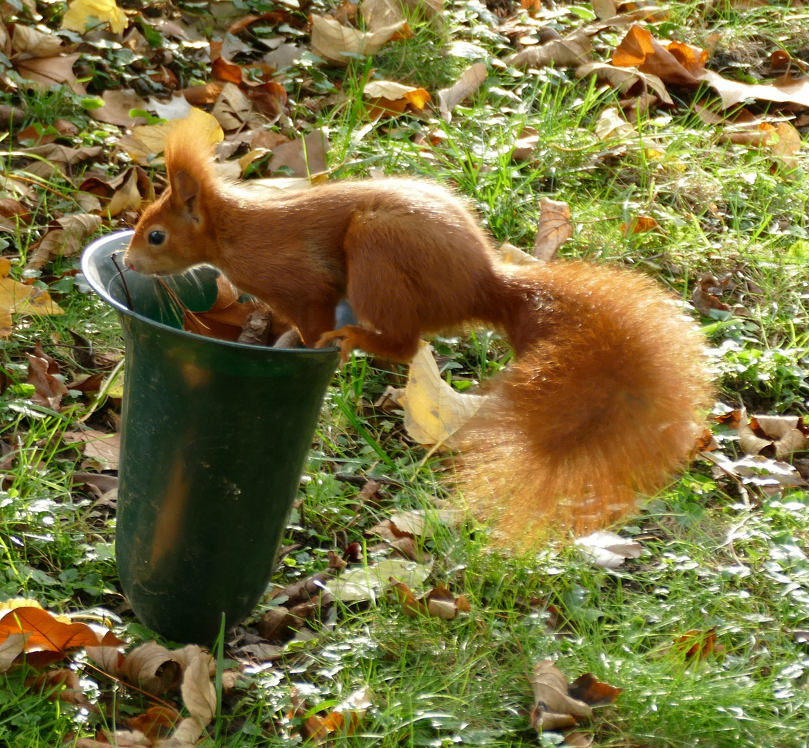 Eichhörnchen im Nordfriedhof Bonn 