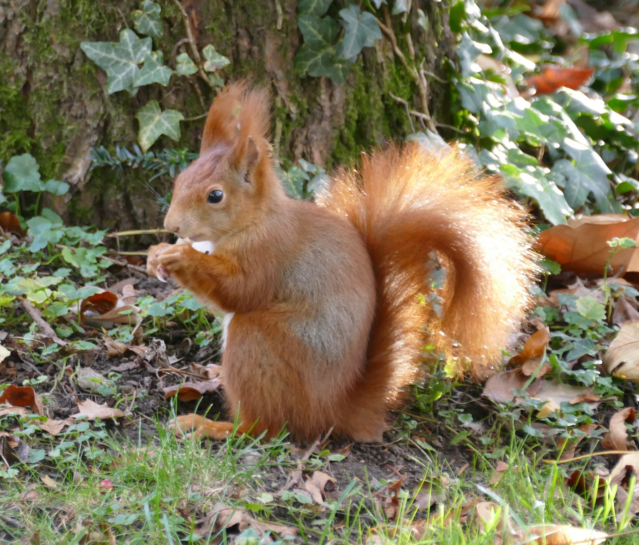 Eichhörnchen im Nordfriedhof Bonn 