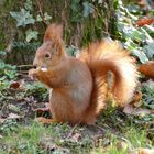 Eichhörnchen im Nordfriedhof Bonn 