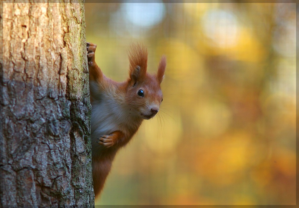 Eichhörnchen im NUP Güstrow